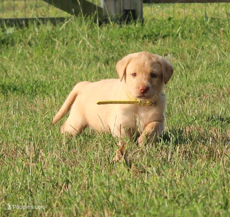Madison (Yellow Collar) – Labrador Retriever puppy for sale in Tiffin, OH