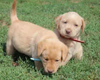 Kennedy (Light Blue), a female Labrador Retriever for sale in Tiffin, OH – 10 of 10