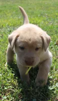 Madison (Yellow Collar), a female Labrador Retriever for sale in Tiffin, OH – 2 of 8
