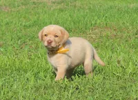 Stella (Yellow Collar), a female Labrador Retriever for sale in Tiffin, OH – 3 of 8