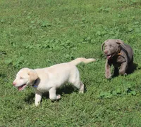 Thor (Blue Collar), a male Labrador Retriever for sale in Tiffin, OH – 10 of 10
