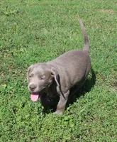 Ally (Pink Collar), a female Labrador Retriever for sale in Tiffin, OH – 5 of 10