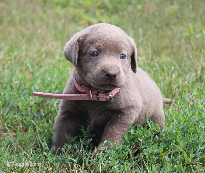 Winnie (Pink Collar) – Labrador Retriever puppy for sale in Tiffin, OH