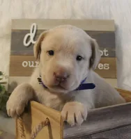 Lincoln (Blue Collar), a male Labrador Retriever for sale in Tiffin, OH – 3 of 5