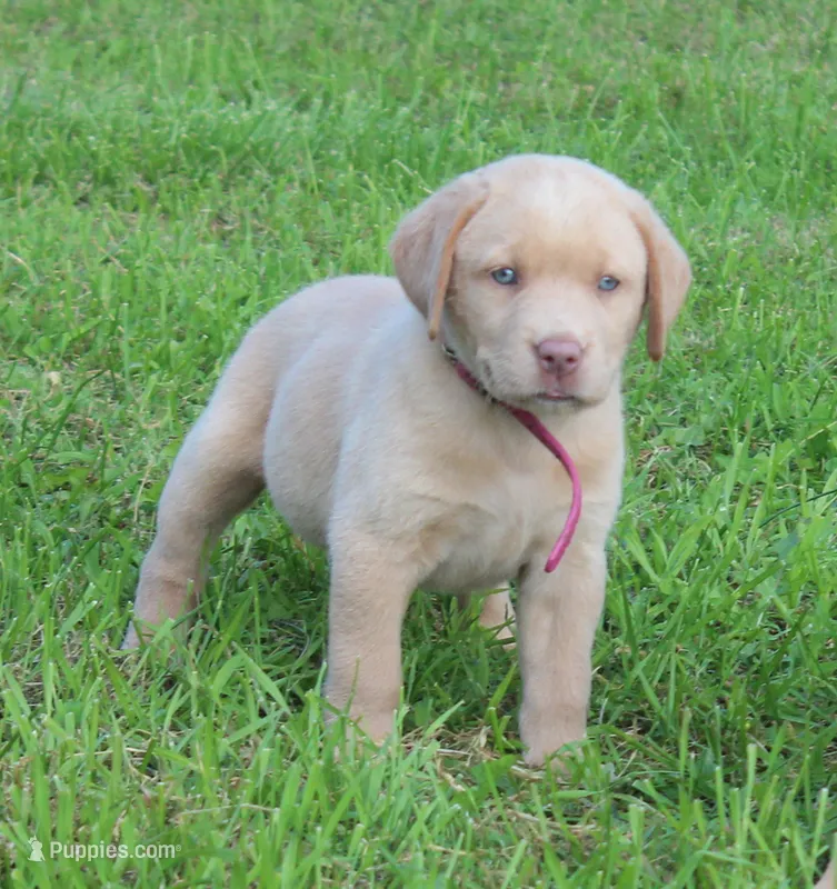 Chloe (Pink Collar) – Labrador Retriever puppy for sale in Tiffin, OH