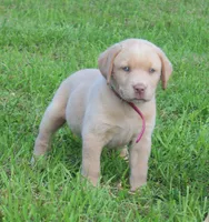 Chloe (Pink Collar), a female Labrador Retriever for sale in Tiffin, OH – 1 of 10