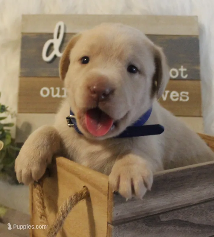 Lincoln (Blue Collar) – Labrador Retriever puppy for sale in Tiffin, OH