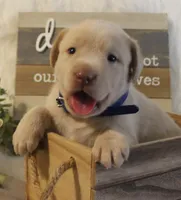 Lincoln (Blue Collar), a male Labrador Retriever for sale in Tiffin, OH – 1 of 5