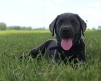 Max (Blue Collar), a male Labrador Retriever for sale in Tiffin, OH – 5 of 10