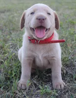 Georgie (Red Collar), a male Labrador Retriever for sale in Tiffin, OH – 2 of 9