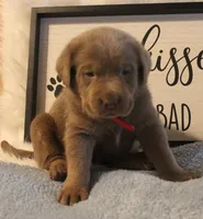 Parker (Red Collar), a male Labrador Retriever for sale in Tiffin, OH – 4 of 7