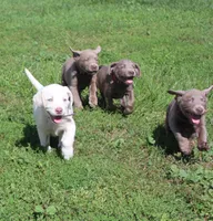 Lily "Last Puppy Available", a female Labrador Retriever for sale in Tiffin, OH – 9 of 10