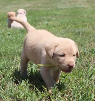 Madison (Yellow Collar), a female Labrador Retriever for sale in Tiffin, OH – 3 of 8