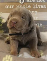 Scout (Black Collar), a male Labrador Retriever for sale in Tiffin, OH – 2 of 5