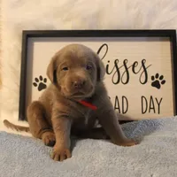 Parker (Red Collar), a male Labrador Retriever for sale in Tiffin, OH – 5 of 7