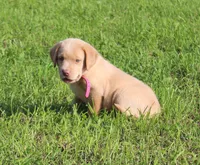 Chloe (Pink Collar), a female Labrador Retriever for sale in Tiffin, OH – 4 of 10