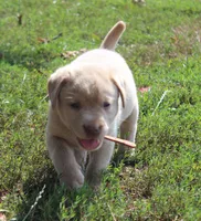 Franklin (Orange Collar), a male Labrador Retriever for sale in Tiffin, OH – 10 of 10