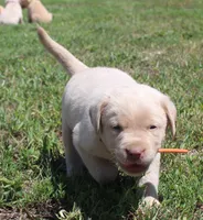 Franklin (Orange Collar), a male Labrador Retriever for sale in Tiffin, OH – 3 of 10