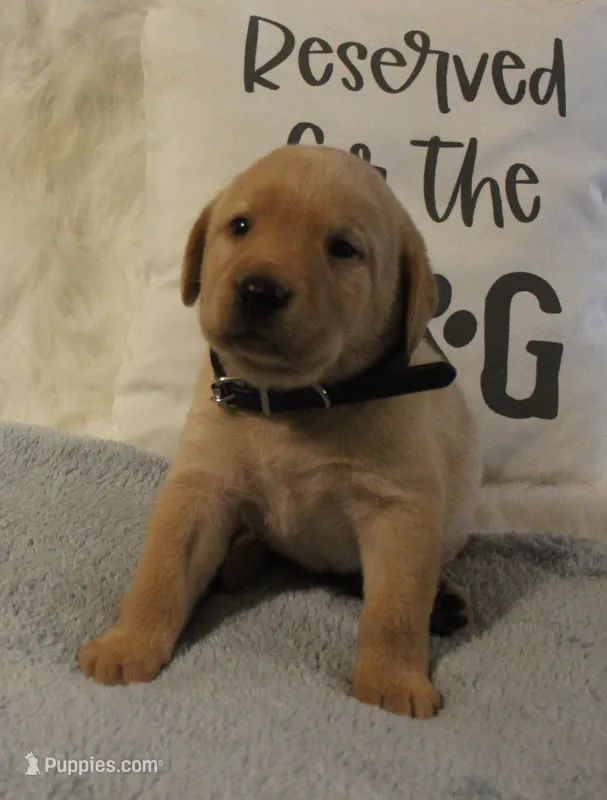 Milo (Black Collar) – Labrador Retriever puppy for sale in Tiffin, OH