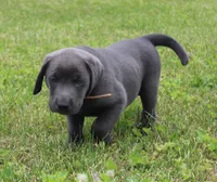 Theo (Tan Collar), a male Labrador Retriever for sale in Tiffin, OH – 6 of 8