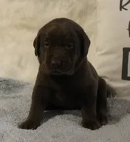 Charlie (Green Collar), a male Labrador Retriever for sale in Tiffin, OH – 1 of 7