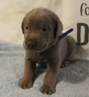 Finn (Blue Collar), a male Labrador Retriever for sale in Tiffin, OH – 4 of 6