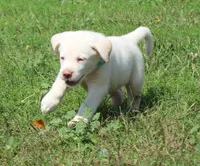 Bear (Light Blue Collar), a male Labrador Retriever for sale in Tiffin, OH – 2 of 10