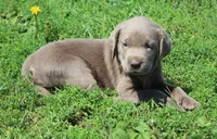 Ally (Pink Collar), a female Labrador Retriever for sale in Tiffin, OH – 6 of 10