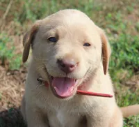 Georgie (Red Collar), a male Labrador Retriever for sale in Tiffin, OH – 4 of 9