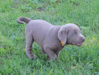 Lily (Yellow Collar), a female Labrador Retriever for sale in Tiffin, OH – 2 of 10