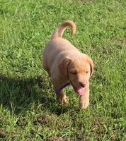 Ivy (Purple Collar), a female Labrador Retriever for sale in Tiffin, OH – 4 of 8