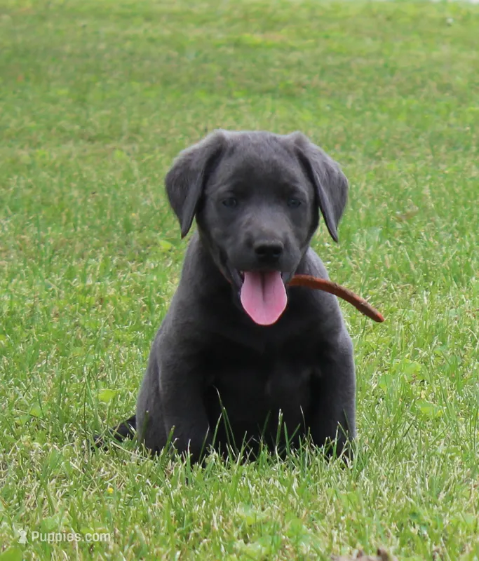 Ryder (Orange Collar) – Labrador Retriever puppy for sale in Tiffin, OH