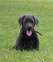 Ryder (Orange Collar), a male Labrador Retriever for sale in Tiffin, OH – 1 of 7