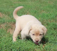 Franklin (Orange Collar), a male Labrador Retriever for sale in Tiffin, OH – 4 of 10