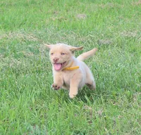 Stella (Yellow Collar), a female Labrador Retriever for sale in Tiffin, OH – 7 of 8