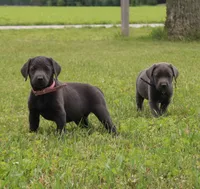 Faith (Pink Collar), a female Labrador Retriever for sale in Tiffin, OH – 6 of 10