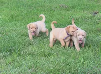 Ivy (Purple Collar), a female Labrador Retriever for sale in Tiffin, OH – 7 of 8