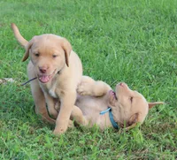 Ivy (Purple Collar), a female Labrador Retriever for sale in Tiffin, OH – 8 of 8
