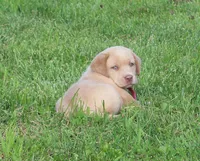 Chloe (Pink Collar), a female Labrador Retriever for sale in Tiffin, OH – 5 of 10