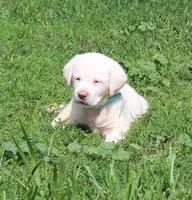 Bear (Light Blue Collar), a male Labrador Retriever for sale in Tiffin, OH – 4 of 10