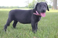 Faith (Pink Collar), a female Labrador Retriever for sale in Tiffin, OH – 2 of 10