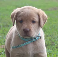Kennedy (Light Blue), a female Labrador Retriever for sale in Tiffin, OH – 2 of 10