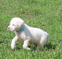 Bear (Light Blue Collar), a male Labrador Retriever for sale in Tiffin, OH – 5 of 10