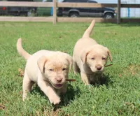 Franklin (Orange Collar), a male Labrador Retriever for sale in Tiffin, OH – 9 of 10