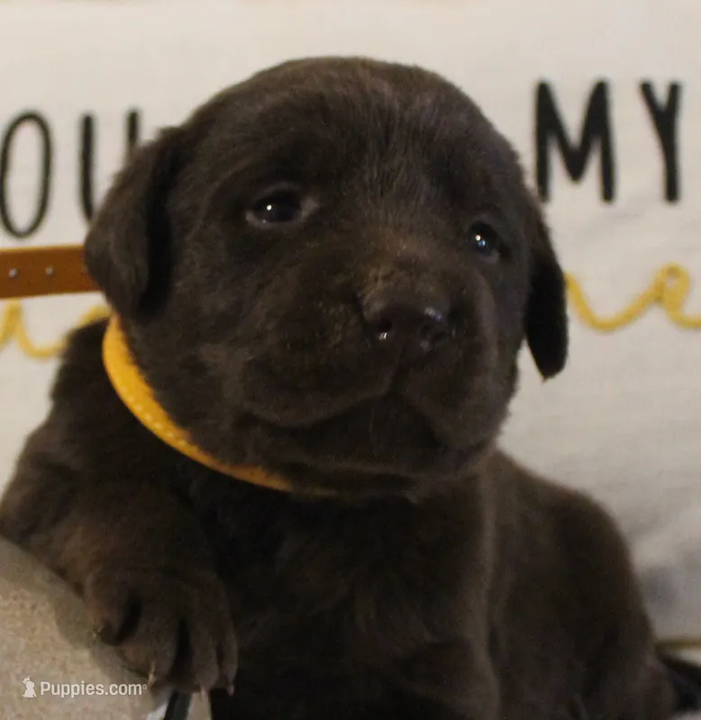 Emerson (Yellow Collar) – Labrador Retriever puppy for sale in Tiffin, OH