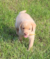 Stella (Yellow Collar), a female Labrador Retriever for sale in Tiffin, OH – 5 of 8