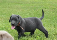 Ryder (Orange Collar), a male Labrador Retriever for sale in Tiffin, OH – 7 of 7