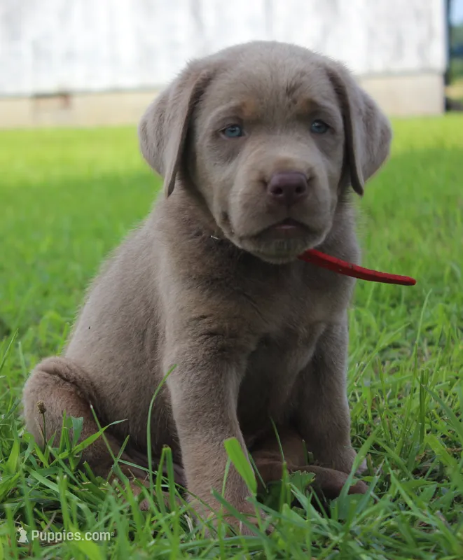 Parker (Red Collar) – Labrador Retriever puppy for sale in Tiffin, OH