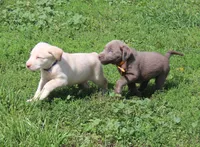 Lily (Yellow Collar), a female Labrador Retriever for sale in Tiffin, OH – 8 of 10