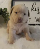 Quincy (Purple Collar), a female Labrador Retriever for sale in Tiffin, OH – 3 of 6